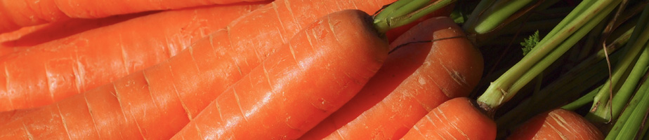 carrot